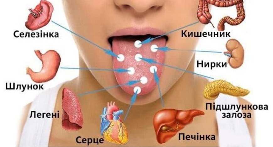 На індивідуальних прийомах багато людей скаржаться, що у них язик пече... Тож, трошки анотомії про ротову порожнину...  