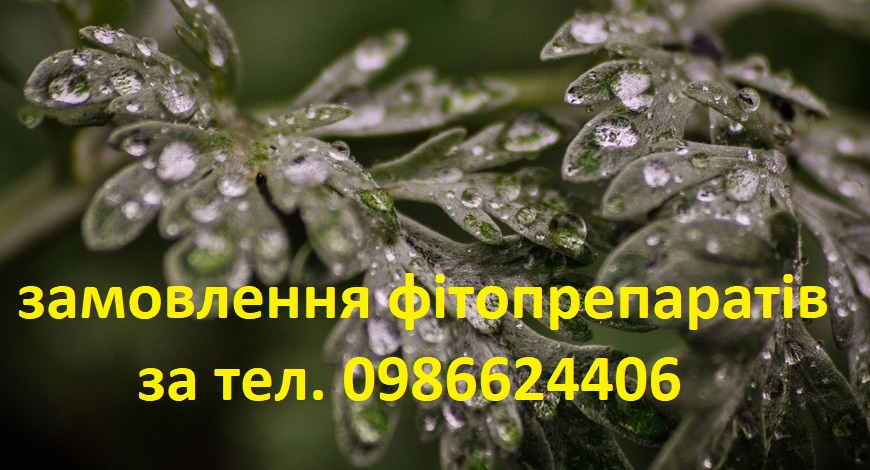 З латини назва Полину перекладається, як "гіркий, але цілющий".